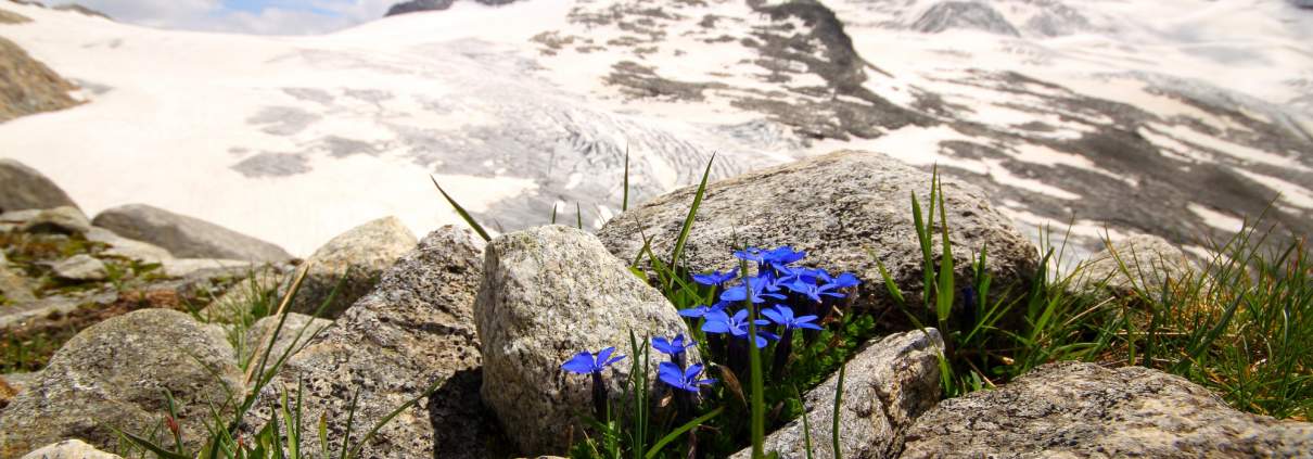 Natur_Salzburg_Sommer_Fruehling