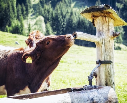 RS22_FNPHT21 © Ferienregion Nationalpark Hohe Tauern Kalb im Pinzgau
